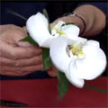 do it yourself wedding flowers