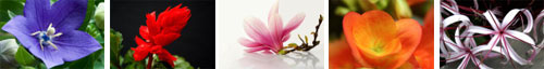flowers