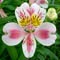 flower alstoemeria