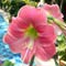 flower amaryllis