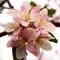flower apple bloossom