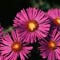 flower aster
