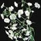 flower babys breath