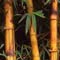 bamboo