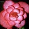 flower begonia