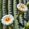 flower cactus sagauaro blossom