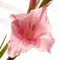pink flower gladiolus