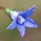 blue flower bluebell