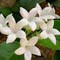 white flower stephanotis