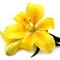 yellow flower lily